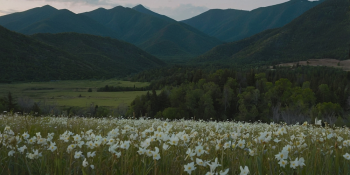 Resilience and Compassion: A Journey Through the Heart of White Bird